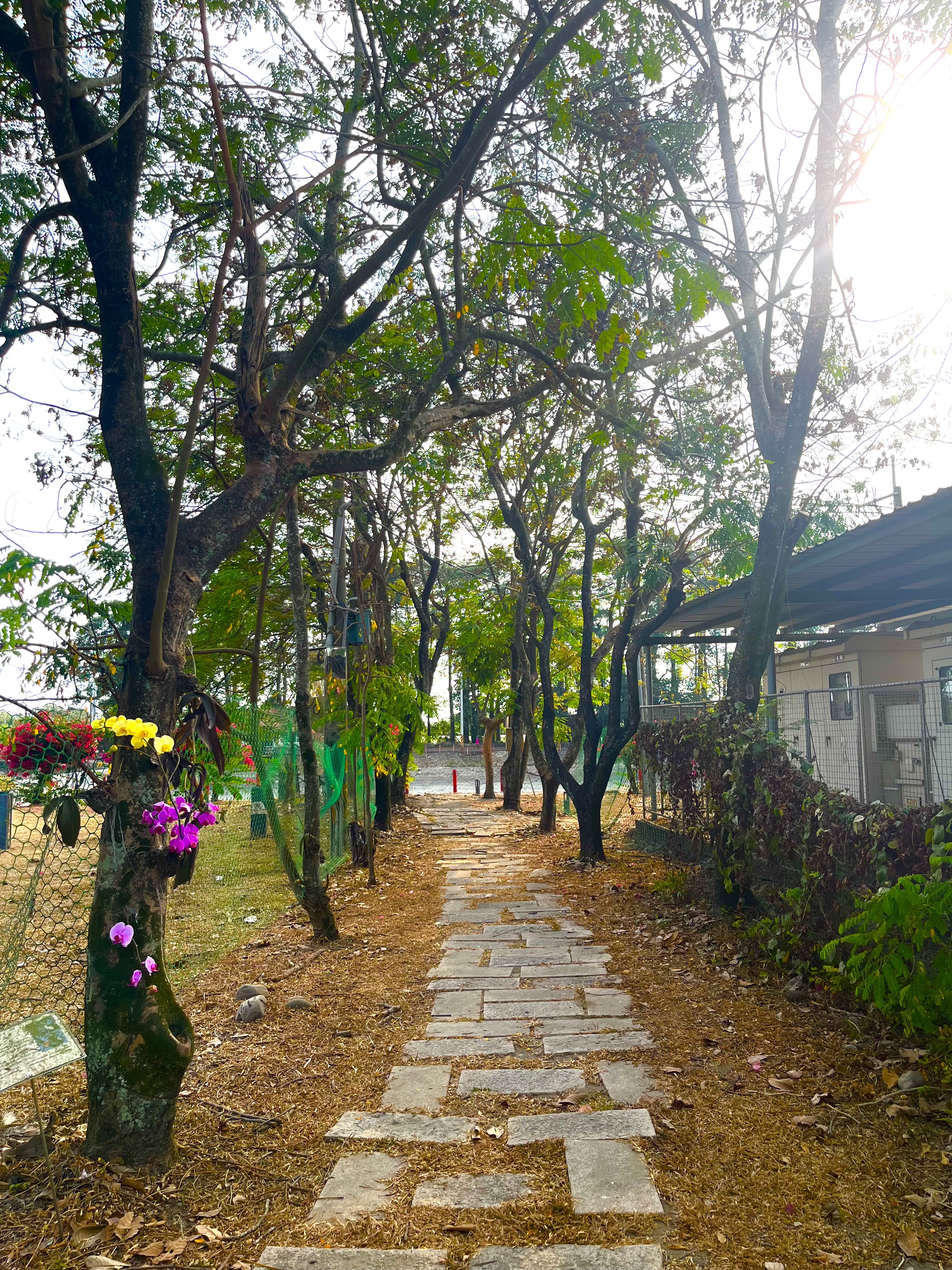 相思豆步道 相思豆步道