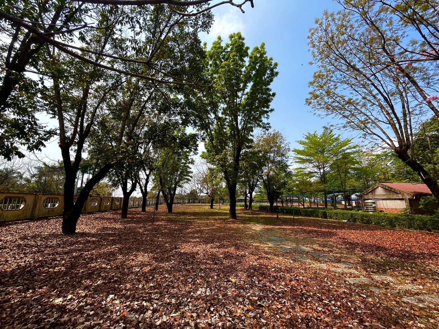 小葉欖仁露營區 小葉欖仁露營區